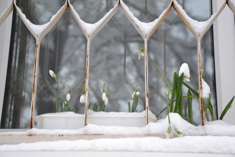 Snowdrops